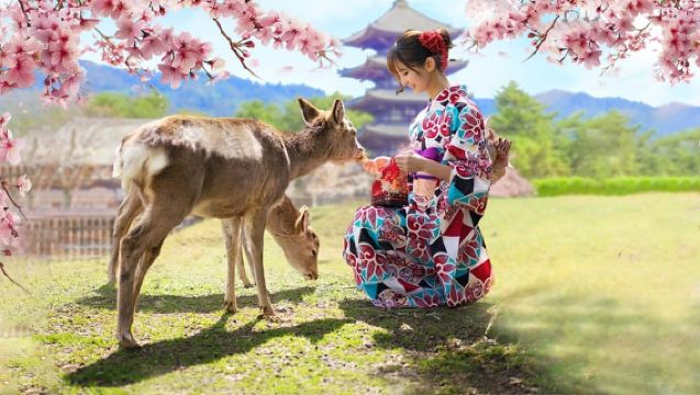 Osaka: Kyoto & Nara & Uji Historical and Scenic One-Day Tour