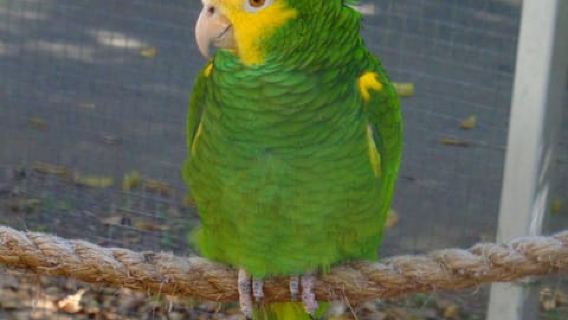Noumea: Botanical Park & Zoo Trip from Cruise Ship Terminal