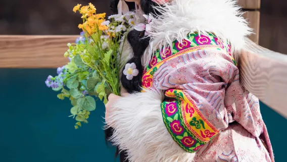 Sichuan Aba Barkam Songpan Jiuzhaigou Multilingual Guide Local Guide Buided Commentary Private Charter/Travel Itinerary Customization/Business Escort/Photographer Follow-up Shooting