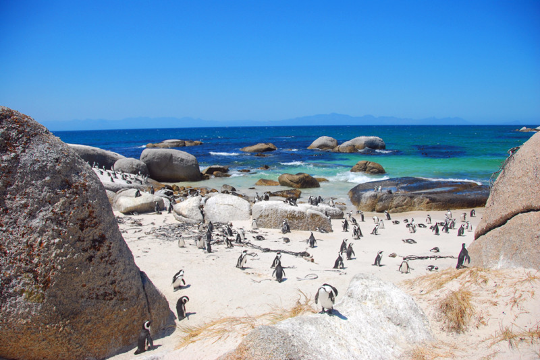 Trung tâm Bảo tồn Chim cánh cụt xanh Oamaru New Zealand – Chim cánh cụt về tổ ban đêm [Tùy chọn ghế 