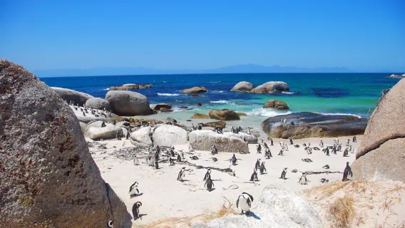 Tur Malam Parade Penguin Koloni Penguin Biru Oamaru [Area Tontonan Standar/VIP Opsional]