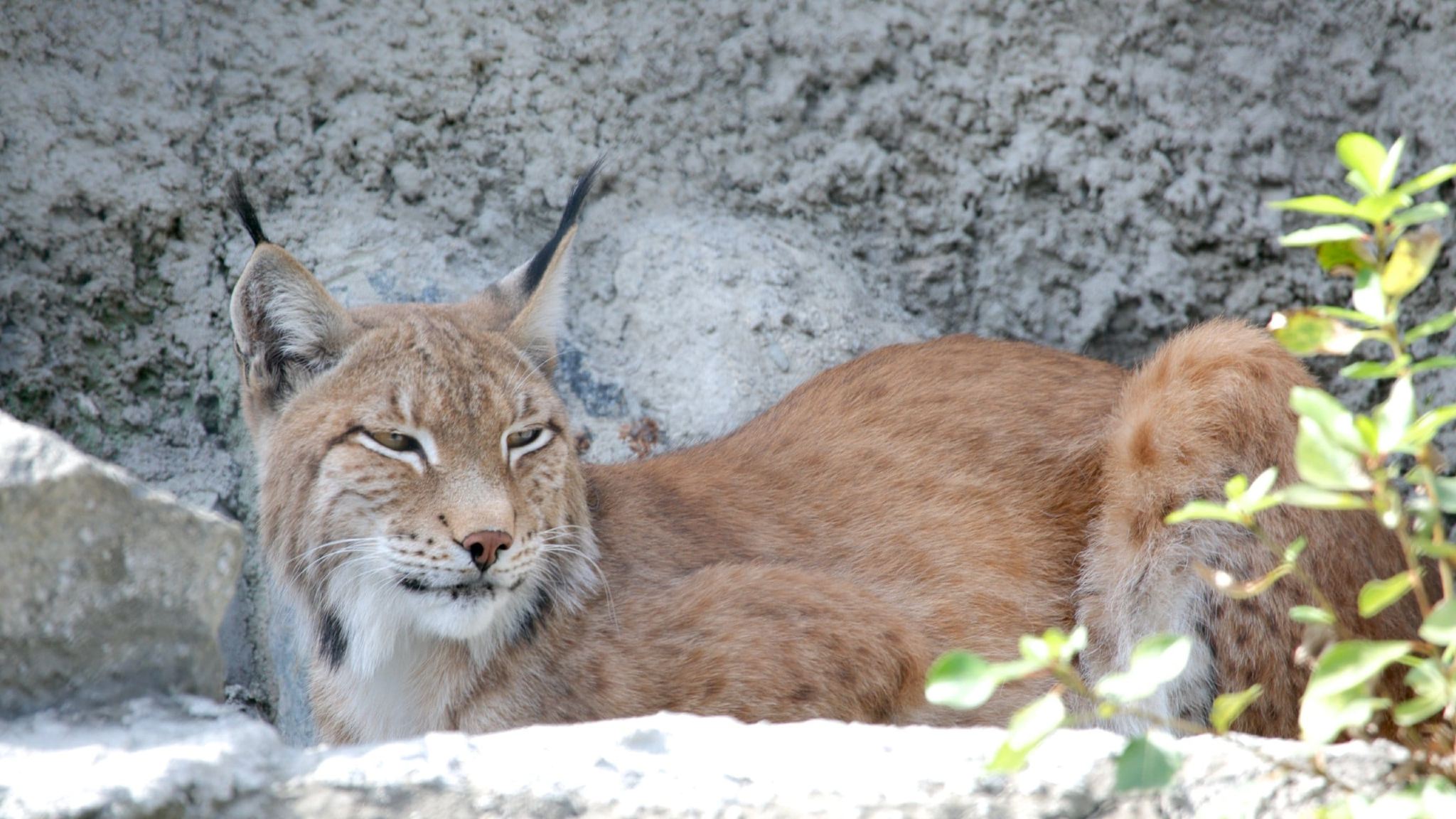 Moscow Zoo + Red Square + The Moscow Kremlin + Lenin's Mausoleum at Red Square day tour