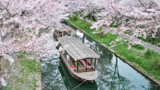 ฤดูกาลซากุระแบบพิเศษ: เดินเล่นในเส้นทางไผ่อาราชิยาม่า + ล่องเรือโจชูบุชิที่ฟุชิมิ + เยือนมรดกโลกวัดไดโกจิ