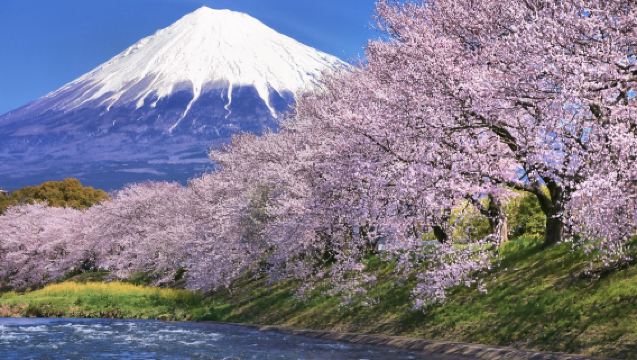 Mt. Fuji Cherry Blossoms & Tea picking Tour, New Photo Spots Tokyo