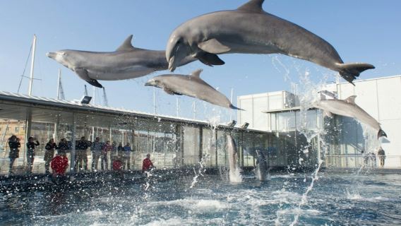 Acquario di Genova & La Città dei Bambini e dei Ragazzi: Biglietto d'ingresso