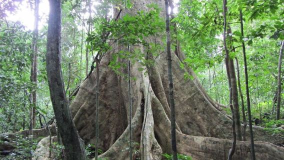 Tour Vườn Quốc Gia Cát Tiên | Cánh Đồng Tà Lài