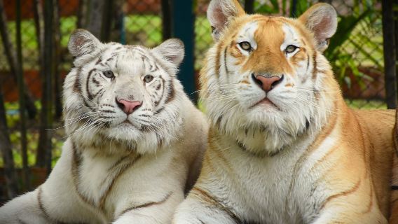 ทัวร์ 1 วัน เชียงใหม่ อุทยานแห่งชาติน้ำตกบัวตอง-น้ำพุเจ็ดสี + คุ้มเสือ แม่ริม + สวนกระดาษมูลช้าง
