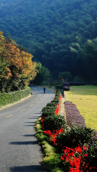 From Shanghai: Yixing bamboo sea + Taozu Sacred Site private charter 1-day tour