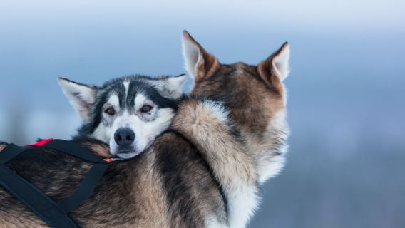 Levi: 7 km'lik Kendi Kızağını Sürme Macerası (Husky Kızağı)