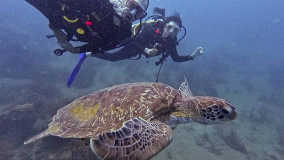 Tayrona National Park: Scuba Diving for Beginners with Expert Guides