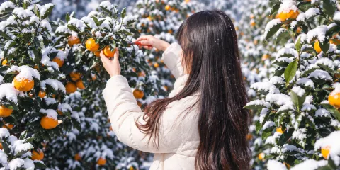 濟州西南部冬日日遊:山茶花與採柑體驗連去程接送