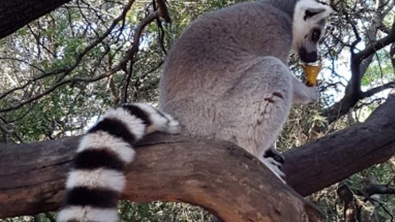 JohannesburgTours