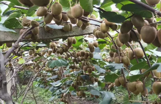 鮮都獼猴桃園門票成人