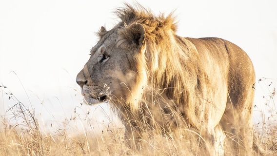 JohannesburgTours