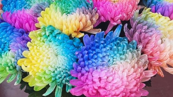 Фестиваль культуры хризантем в Кайфэне (Китай) — подробное экскурсия с гидом и местный колорит