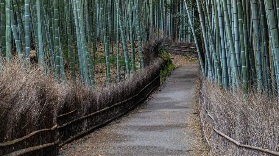 日本京都嵐山+三千院+琉璃光院一日遊/行程可調-可客製化多日遊