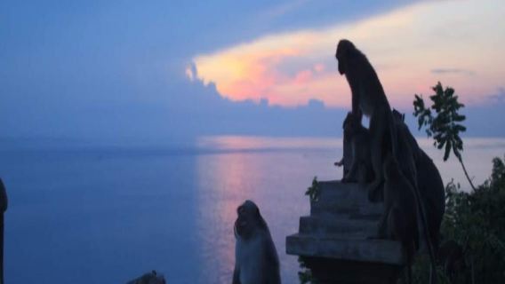 中文導遊 烏魯瓦圖廟和烏魯瓦圖Kecak舞一日遊153