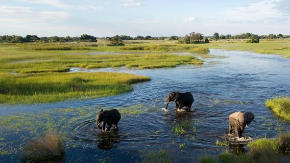 Aerial Photography×Wildlife Tracking×Water Tour | One-Day Experience of Delta In-depth Photography Tour