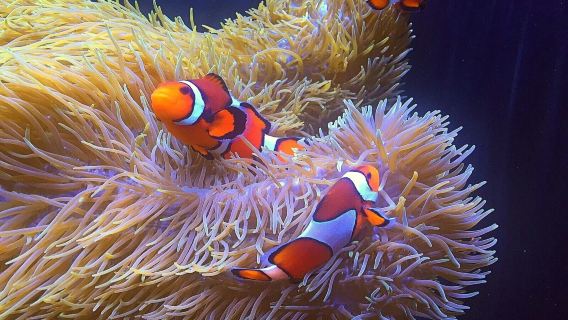 ตั๋วเข้าพิพิธภัณฑ์สัตว์น้ำแวนคูเวอร์ (Vancouver Aquarium)