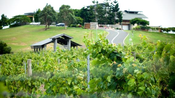 Chillume Winery Guided Tour and Wine Tasting and Two-Course Lunch (Monday to Thursday)