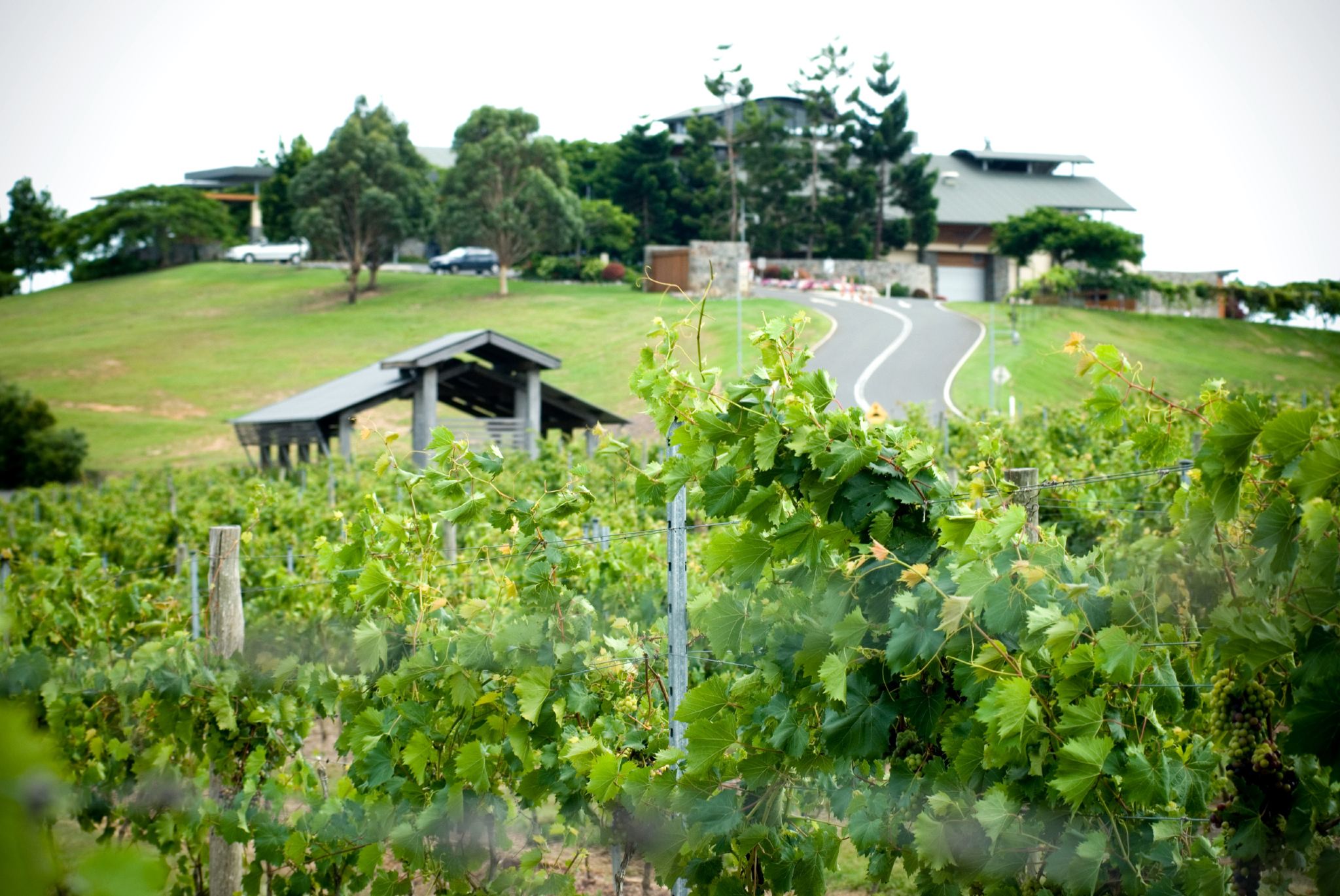 Lawatan dan Mencicip Wain di Hillume Winery serta Makan Tengahari Dua Hidangan (Isnin hingga Khamis)