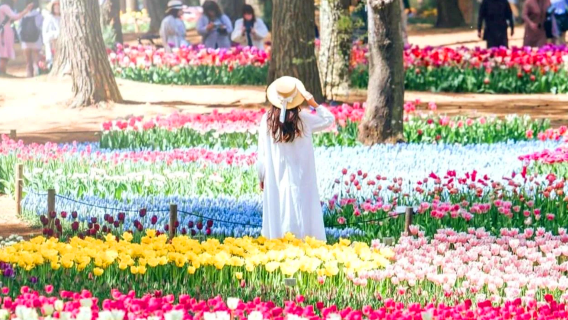 Национальный парк Хитачи в Ибараки + Цветочный парк Асикага – три главных световых шоу Японии: "Сад светящихся цветов"