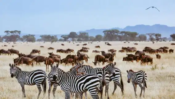 ทัวร์ล่องเรือ Isimangaliso และขับรถชมสัตว์ป่าหนึ่งวันจากเดอร์บัน
