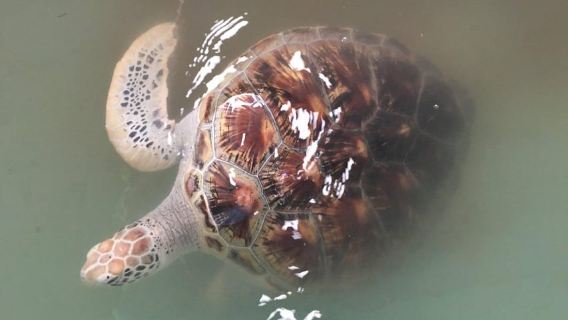 Khao Lak Eco-Safari: Elephants, Tsunami Museum, and Turtles