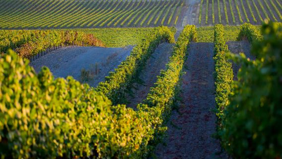 Safari Cork 2 jam dalam Land Rover Klasik