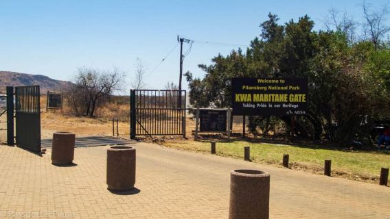Pilanesberg Game reserve safari with pickup in Johannesburg