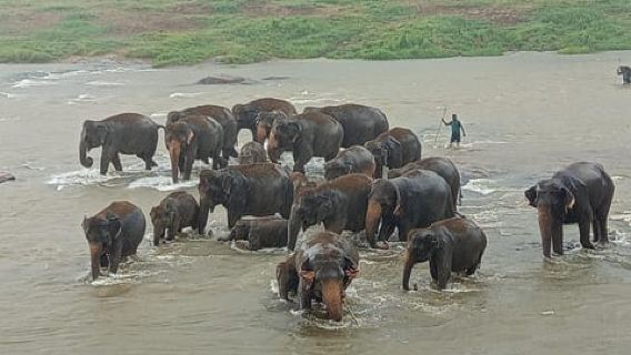 Pinnawala & Kandy Day Tour from Colombo or Negombo