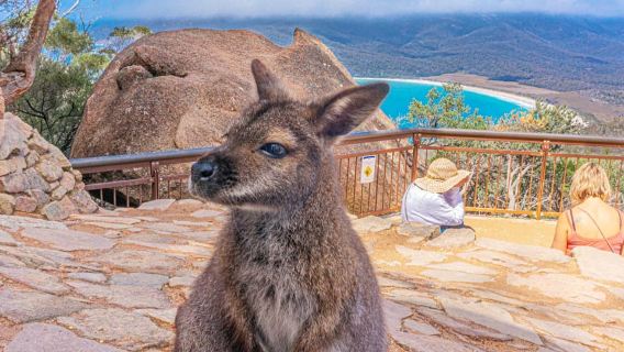 Hobart: Tur Teluk Wineglass, Taman Freycinet, dan Richmond