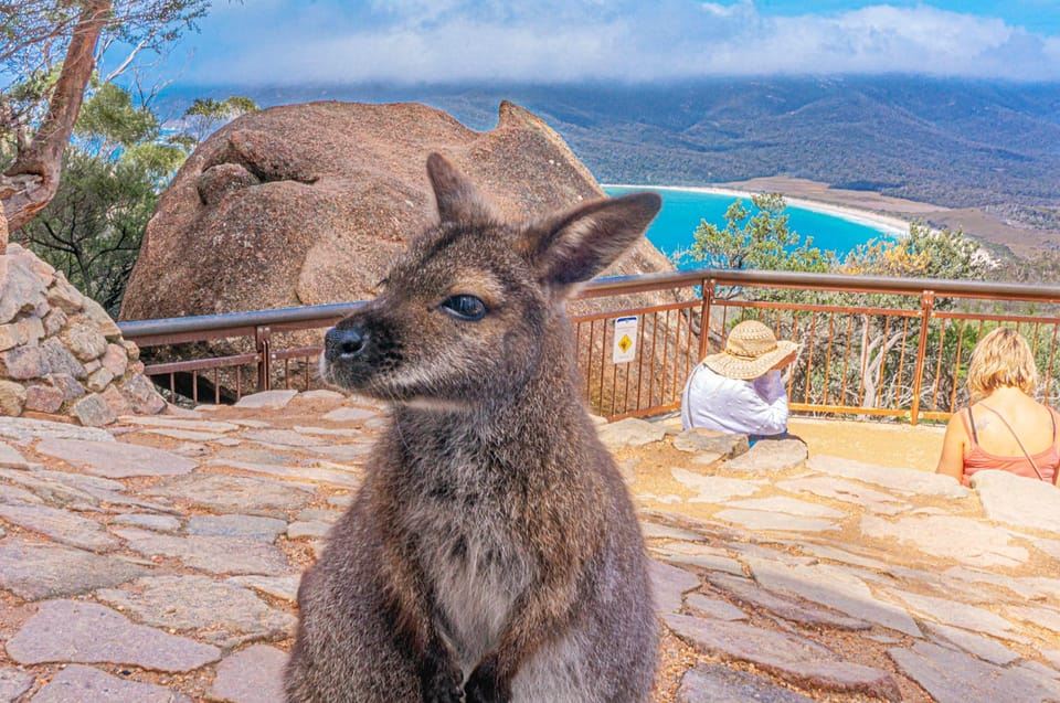 Hobart: tour di Wineglass Bay, Freycinet Park e Richmond