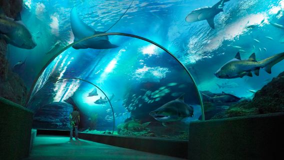 泰國曼谷暹羅天地海洋世+巧克力村+查德夜市一日遊