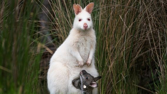 ทัวร์ 1 วันเกาะบรูนีย์ โฮบาร์ท แทสเมเนีย ออสเตรเลีย จองได้ช่วงคริสต์มาส/ปีใหม่
