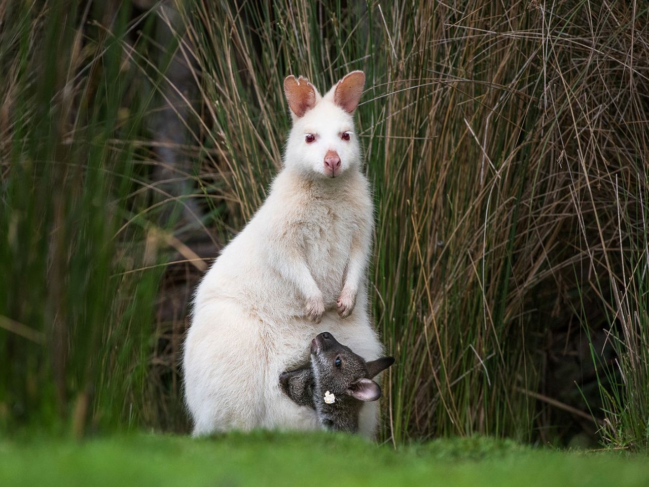 聖誕/元旦可訂 澳大利亞 塔斯馬尼亞荷巴特布魯尼島一日遊