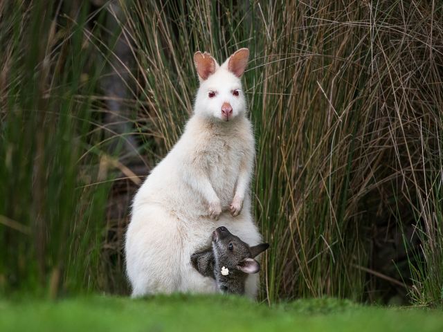 ทัวร์ 1 วันเกาะบรูนีย์ โฮบาร์ท แทสเมเนีย ออสเตรเลีย จองได้ช่วงคริสต์มาส/ปีใหม่