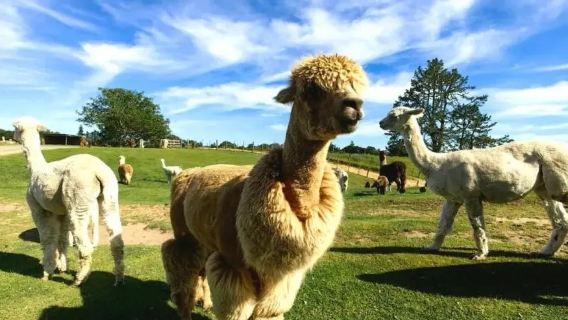 新西蘭羅托路亞愛歌頓農場+地熱公園+陶波湖一日遊