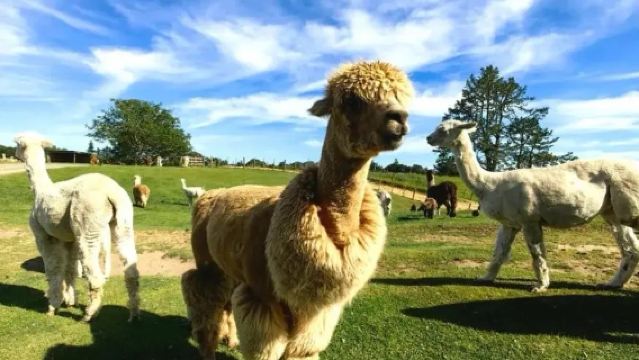 Lawatan Sehari ke Agrodome Rotorua New Zealand + Taman Geoterma + Tasik Taupo