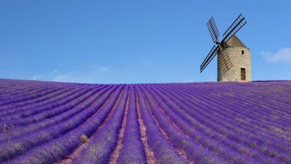 1-day tour from Nice, Provence: Lavender fields - Lake of Sainte-Croix cruise - Verdon Gorge sightseeing