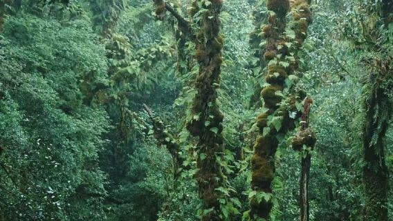 高黎貢山原始森林輕徒步一日遊【2-8人小團】