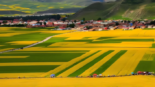 [Hanya Bermain Tiada Beli-belah] Lawatan Sehari ke Bunga Rape Kaunti Yang + Taman Pir Ibis Merah + Tasik Jinsha