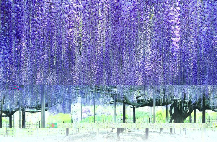 新宿発】ひたち海浜公園でネモフィラ鑑賞＆あしかがフラワーパーク大藤