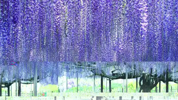新宿発】ひたち海浜公園でネモフィラ鑑賞＆あしかがフラワーパーク大藤