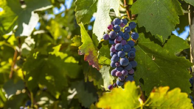 Sewaan Peribadi Sehari di Bordeaux Left Bank | Lima Chateau Terkenal: Lafite × Mouton × Latour × Haut-Brion × Margaux