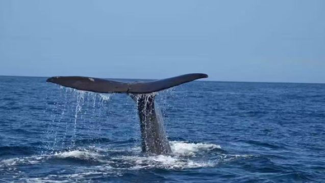 基督城出發：凱庫拉觀鯨~海釣+半島步道中文一日遊【組合可選】