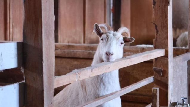 Hokkaidos romantische Geschichte | Tagesausflug nach Biei, Blauer Teich, Furano und Chiyoda-Farm