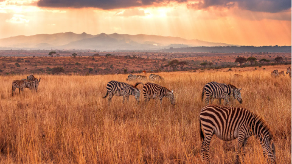 非洲肯亞奈洛比專業翻譯|旅遊地陪導遊|商務陪同拜訪|展會翻譯| 自由行地接| 行程規劃訂製