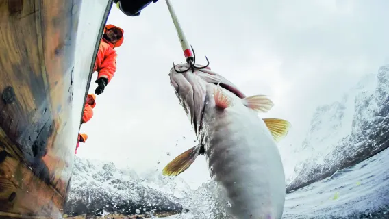 Islas Lofoten · 4 horas de pesca en alta mar [Barco pesquero centenario]