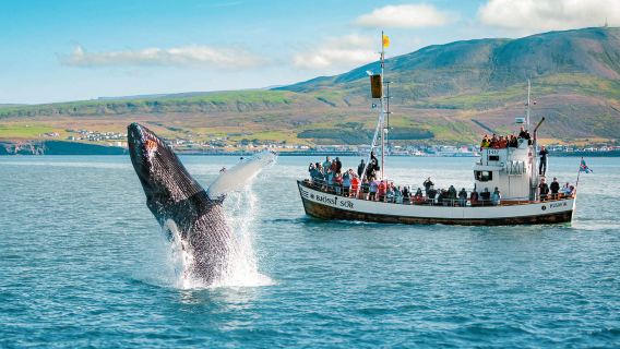 Наблюдение за китами в Рейкьявике 2-3 часа (скоростной катер/моторная лодка или классический большой корабль)